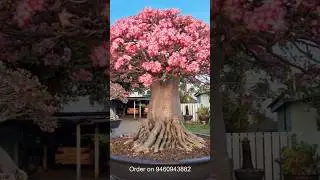 Adenium Plant Online Sale ll Adenium Plant Discount 30% #flowers #adeniumplant #adenium