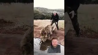 Man Sneaks Up on Lion from Behind