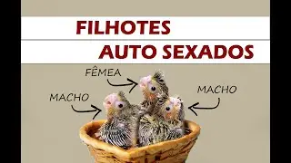 Como formar um casal que dê pra saber o sexo de todos os filhotes?