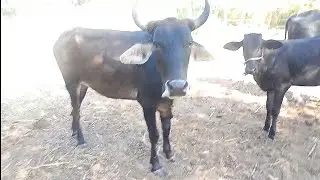 Mostrando atividade do dia dia do criador de gado 