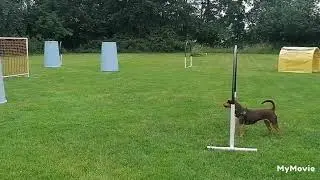 Driekus, Fion en Eevie aan het hooperen bij Esthers hondenschool. 