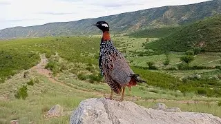 Black Frincolin Sounds | kala teetar voice 