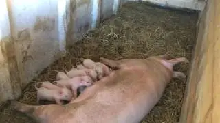Kismalacok sz&uuml;lettek Aszal&oacute;n