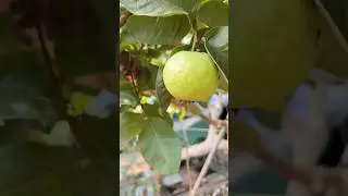 White guava- Perfect for fresh snacking or a vitamin-packed juice! #youtubeshorts #shortsfeed