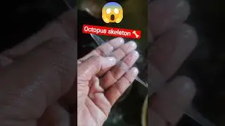 octopus skeleton 😱😱 mini Vloge