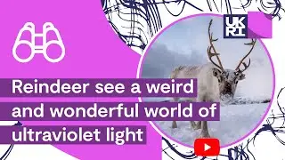 How animals adapt to their #environment | #Reindeer see a world of #UVLight