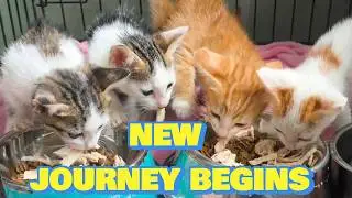 Tiramisu Found a Home 🏠 | Life at the Vet with 4 Rescued Kittens (Part 2)