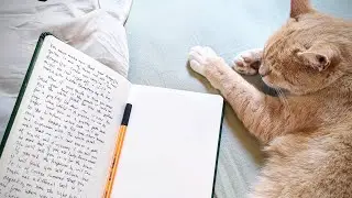 Ginger Cat Unhappy With Mom Needing To Write NaNoWriMo Word count| Backyard Tuffshed Writing Studio