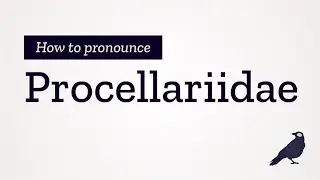How to Pronounce Procellariidae
