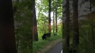 Right before the black bear attacked in Gatlinburg Tennessee-Subscribe for more to come!