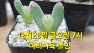 윤경다육갤러리 12월 26일 금요일 마리다육 출방~ 독일 입술 빌로붐 첫 출시♡ 불금 즐겨보아유~~~ #윤경다육갤러리 #코노피튬  #코노