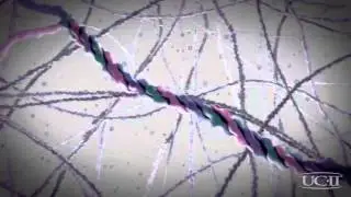 UC-II - a unique form of undenatured Type II Collagen