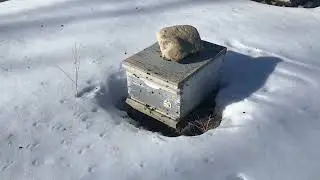 Honey Bee Cleansing Flights In The Snow