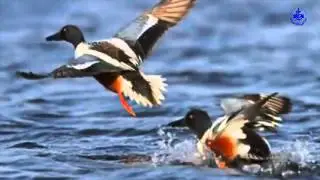 منطقة عين السخونة بسعيدة