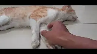 Orange Cute Kitten Cat Very Cute