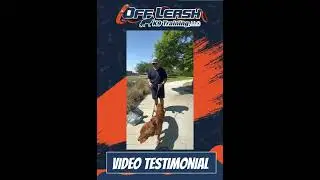 🐶🦮Off leash Dog Training / Obedience Training 🦮🐶