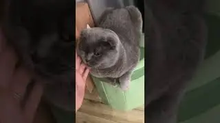 #ірпінь #осінь2025 #reels #відео #myblog #київськаобласть #київ #cat #кіт