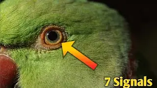 Parrot Aankhon Se Aapko Judge Karta Hai | Body Language Jo 90% Log Ignore Karte Hain | #birds 