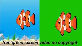 Create Cartoon-Style Fish with THIS Free Green Screen - No Copyright in 2022!
