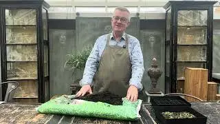 Fra frø til færdig tomatplante på 10-12 uger