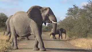 Elephant stopped in the road to watch me!