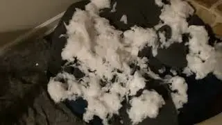 Buddy(Redtick Coonhound) aka Gator vs Pillow (Caught Red Coon handed)