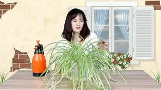 吊兰 | 吊兰黄叶、干尖的原因和处理方法