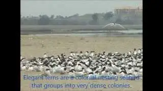 Elegant Terns at Bolsa Chica