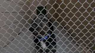 Kentucky Humane Society waiving adoption fees for adult dogs and cats
