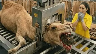 Inside Camel Slaughter Factory:The Full Million Dollar Process from Raw Skin to Elite Luxury Fashion