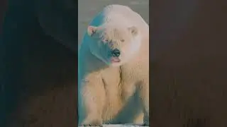 Dog eat Tasty 😋🤤 food ll#dog #talking #polarbear #tutorial #funnyshorts #shortsfeed