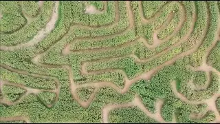 Frederick Hardman - News at 4pm: Maize Quest Fun Park corn maze -WGAL News 8