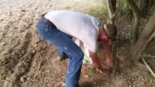 Possum in a trap