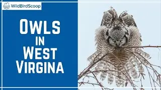 Owls In West Virginia: 9 Species To Watch Out For!