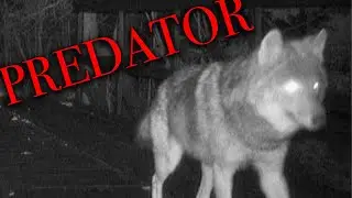 It's Spring!!  Wolves on Ron's Bridge / Night Moves - Wisconsin Webcams.