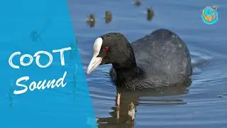 Coot sound effect (sound effect copyright free)