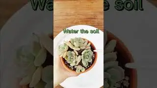 Water Succulents? Soak and Dry Method for Beginners | The Next Gardener