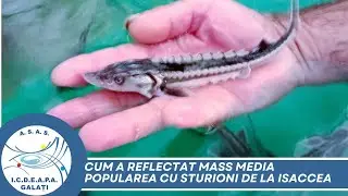 Reacții in mass media la actiunea de populare cu sturioni