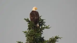 Nikon Coolpix p950. Birding au chalet. Music : Time will wait by Sergey Grischuk