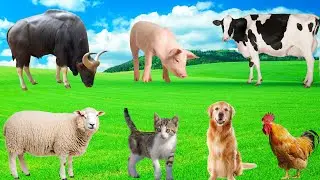Cute Farm Animals - Sheep, Chicken, Pig, Buffalo, Cow, Cat, Duck - Animal Moments