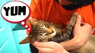 WHAT CATS REALLY THINK ABOUT...