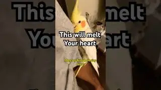 Tiny Bird, Endless Love 💛 | Cockatiel Bond With Humans #cockatiel #birds #birdlovers #pets #parrot