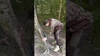 Attirer les sangliers🙌🌿💪🐗 #chasse #chasseur #sanglier