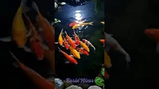 Serene Koi Fish in a Waterfall Pond for Stress Relief #WaterfallPond #KoiFish #StressRelief