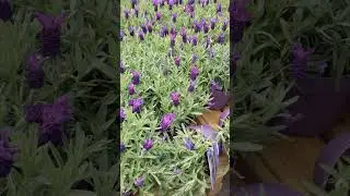 French lavender plants for sale,London