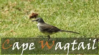 Cape Wagtail (Motacilla capensis) Bird Call & Video | Garden Birding | Stories Of The Kruger