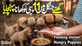 feeding eleven hungry puppies | they are waiting little mama to give milk
