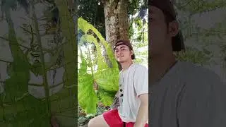 Compilation Giant Leaf Art 💚✍️