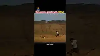 Cheetah Fail to hunting Gazelle because of human 💀🦸🥶 #shorts #ytshorts #edit