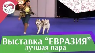 Best in show Лучшая пара 18 марта на Евразии 17 ilikepet